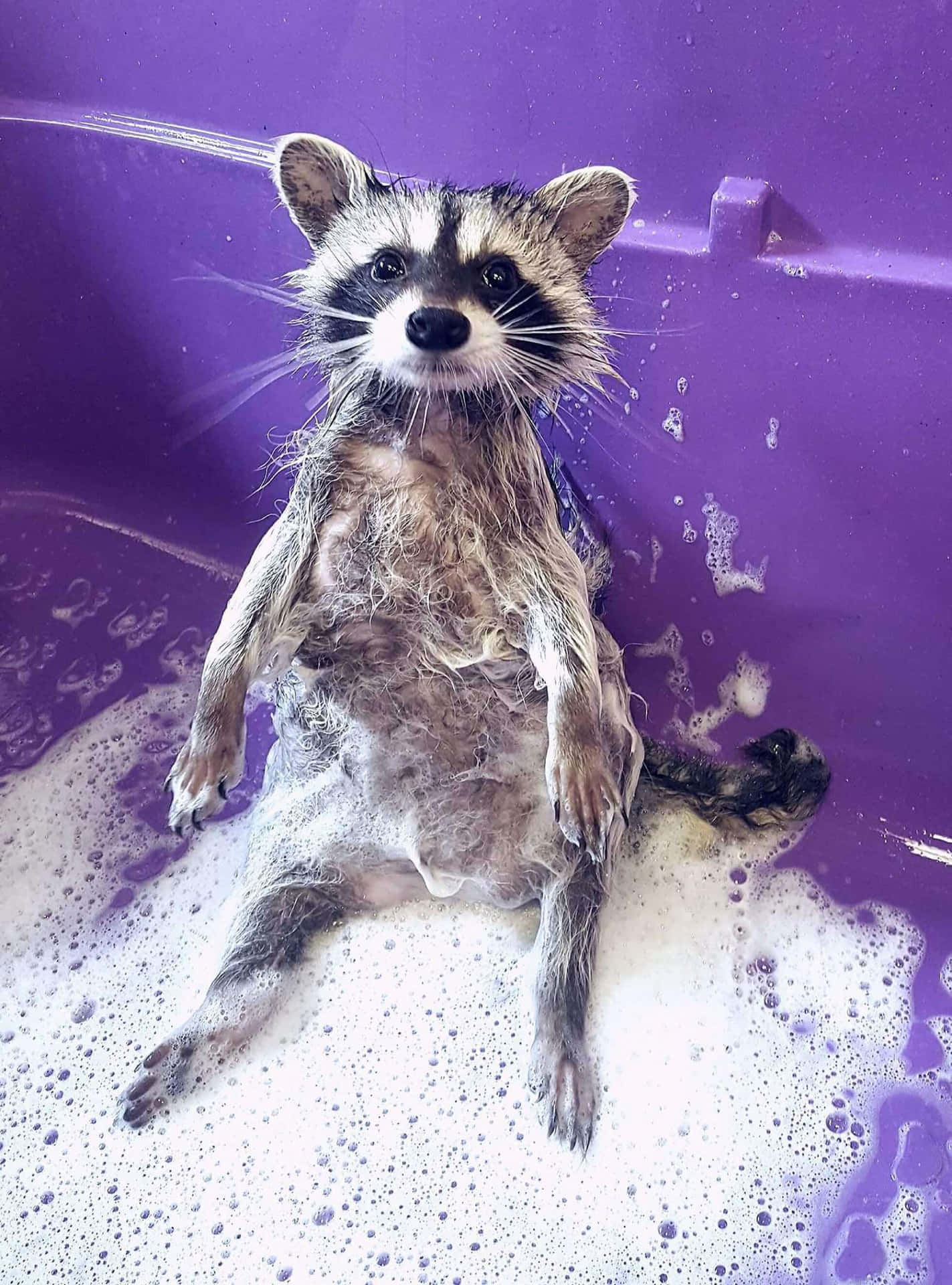 Funny Raccoon Cute Bath Time Picture
