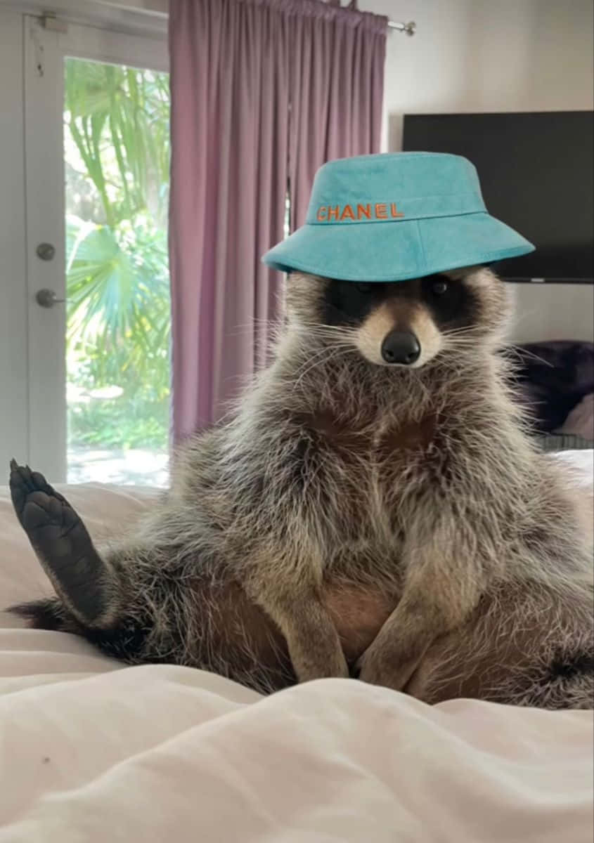 Funny Raccoon Cute Blue Chanel Hat Picture