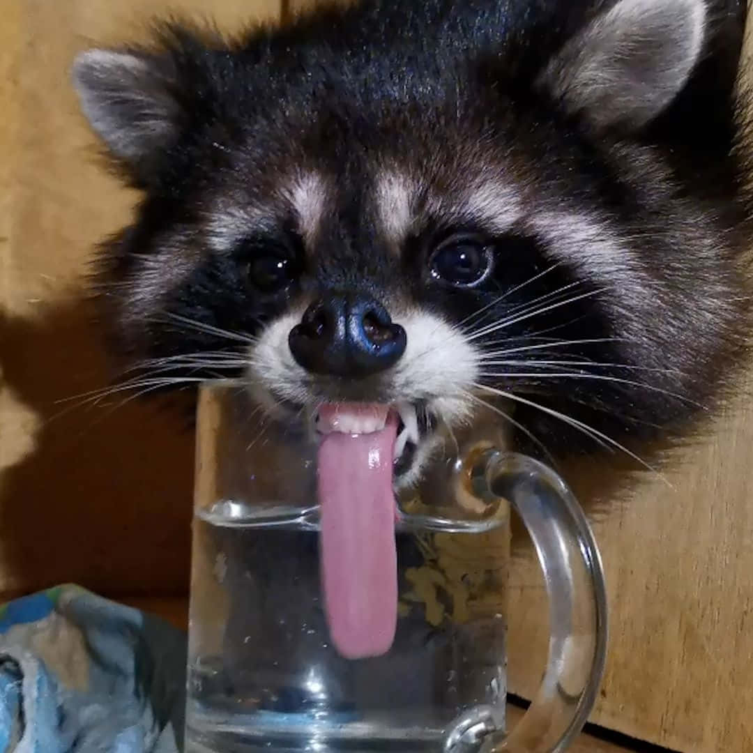 Funny Raccoon Hilarious Drinking Water Picture