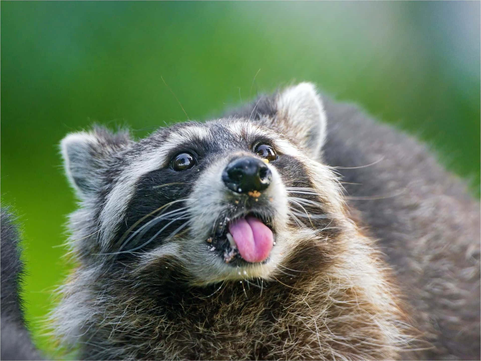 Funny Raccoon Tongue Out Mocking Picture