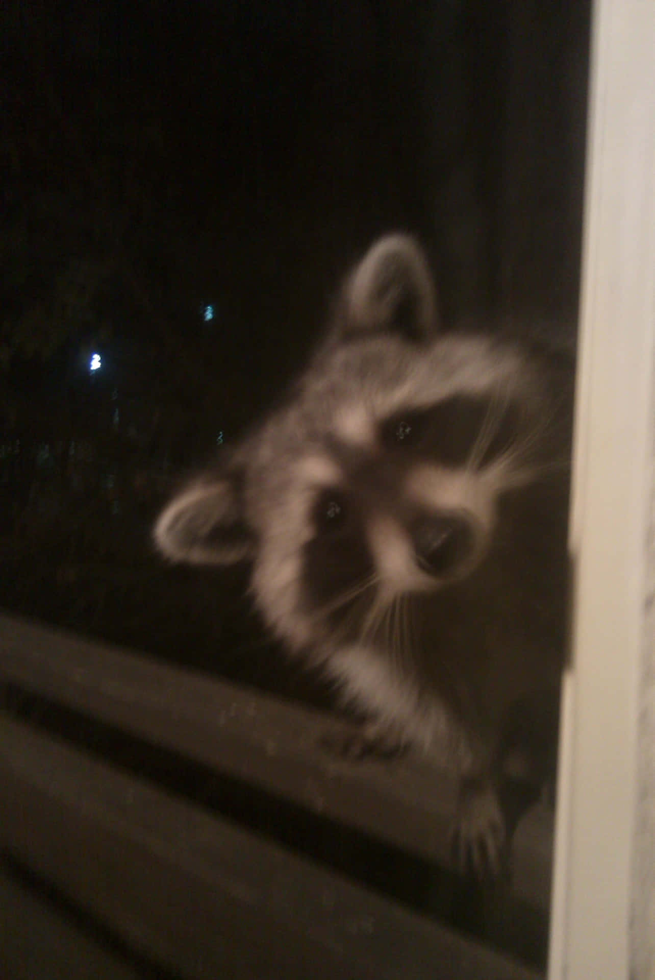 Funny Raccoon Cute Curious Peeking Picture