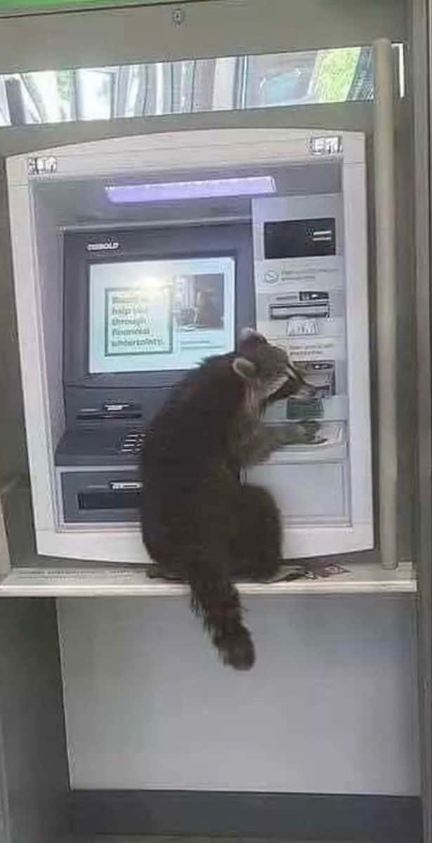 Funny Raccoon Withdrawing Money Atm Picture