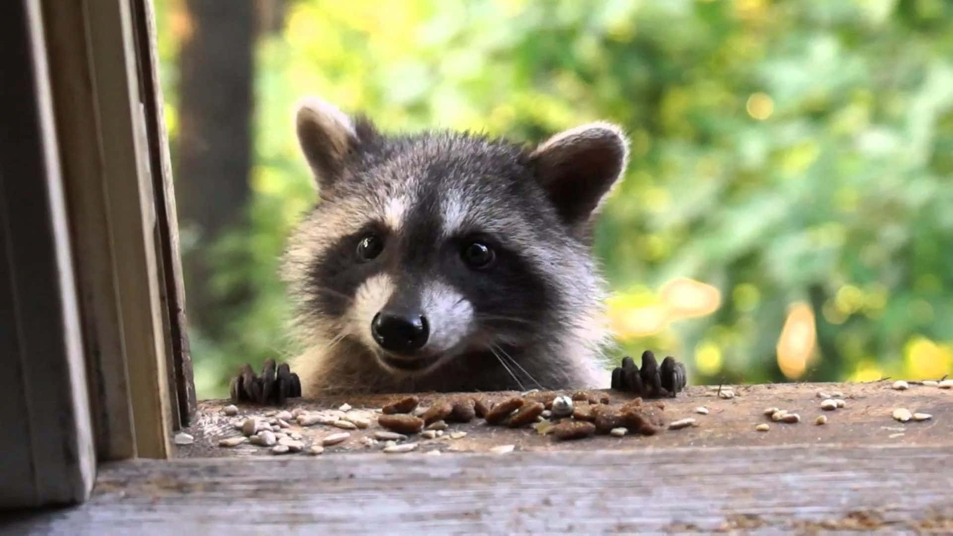 Funny Raccoon Cute Peeking Stare Picture
