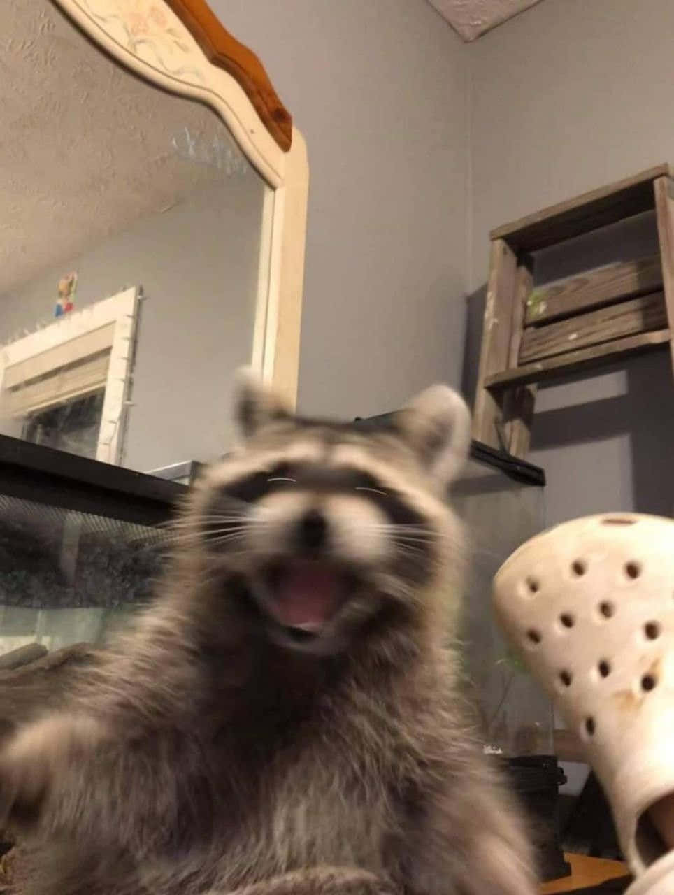 Funny Raccoon Hilarious Shocked Screaming Picture