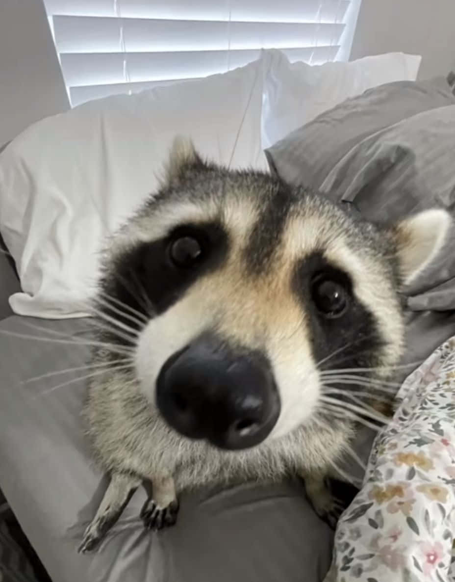 Funny Raccoon Cute Close Up Curious Picture