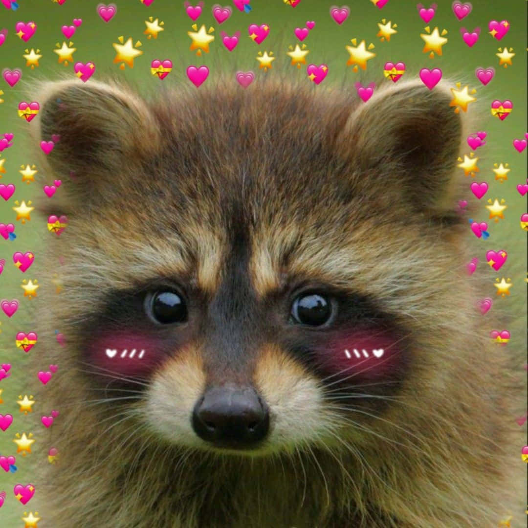 Funny Raccoon Cute Shy Blushing Picture