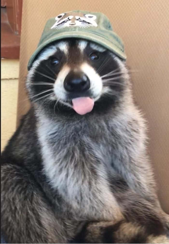Funny Raccoon Tongue Out Cute Hat Picture