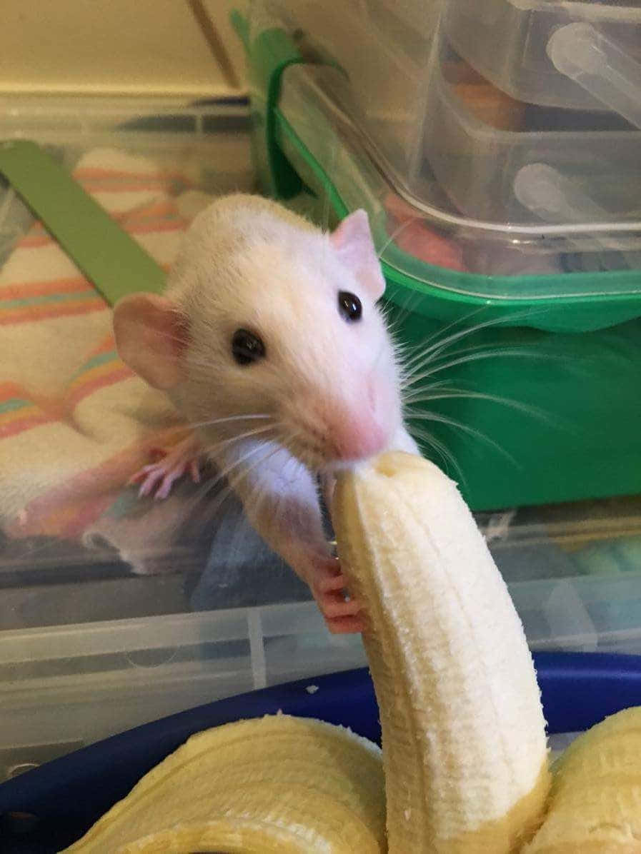 Witzigesbild Einer Ratte, Die Eine Banane Isst.