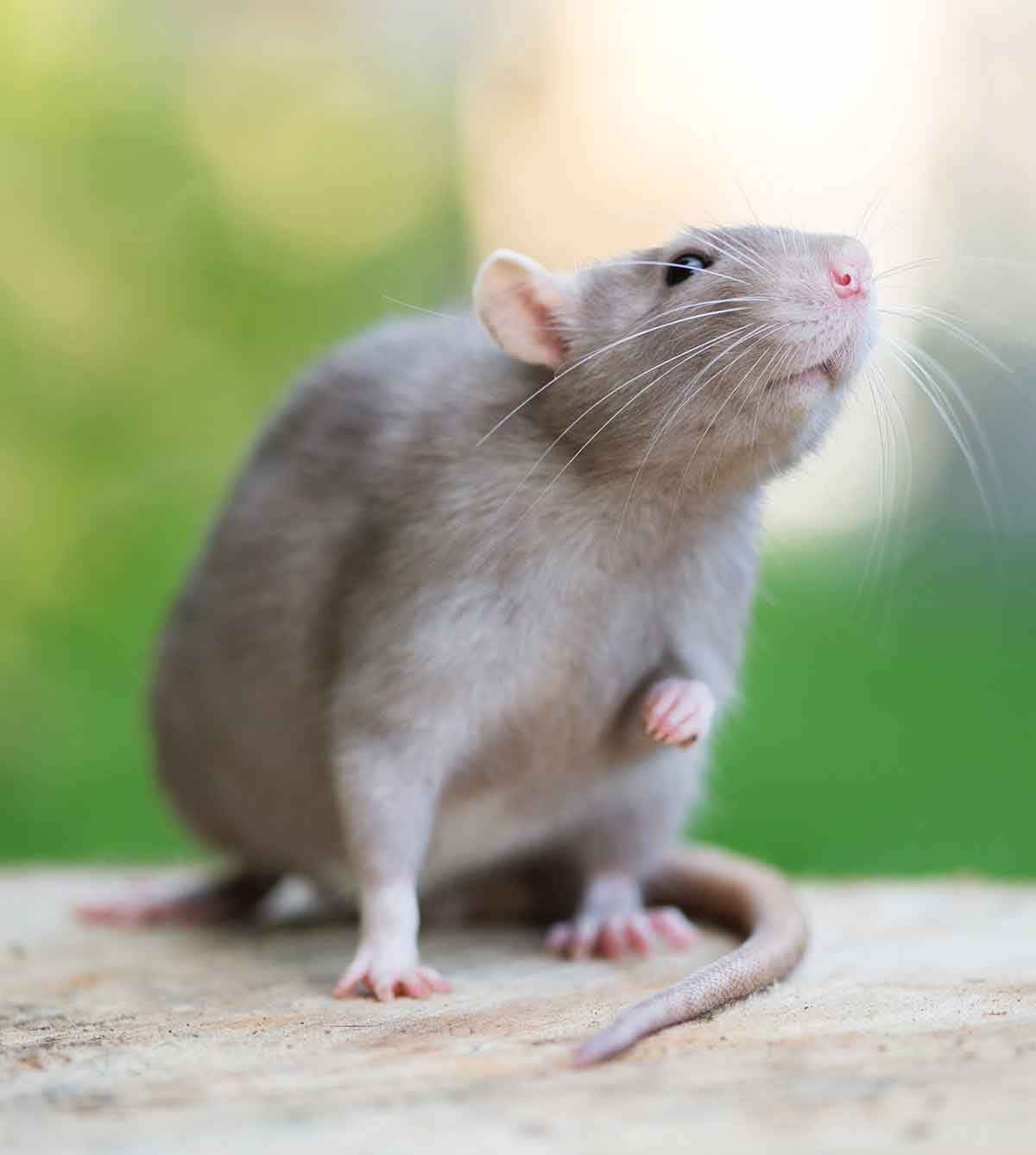 Gray Funny Rat Looking Up Picture