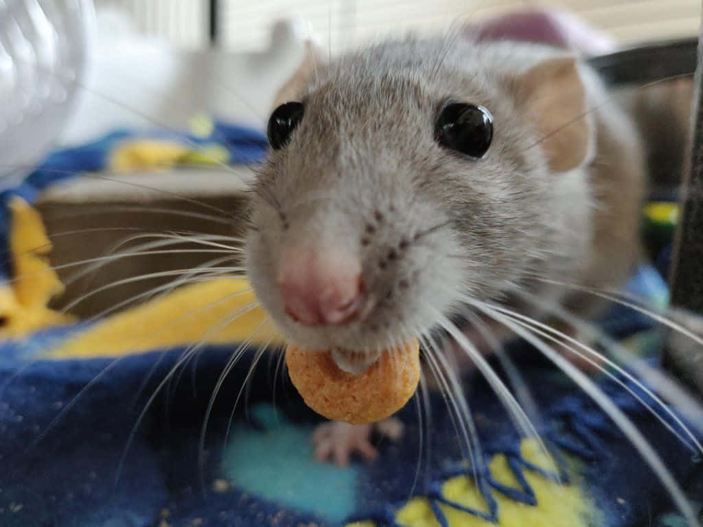 Imagemengraçada De Um Rato Comendo Cereal.