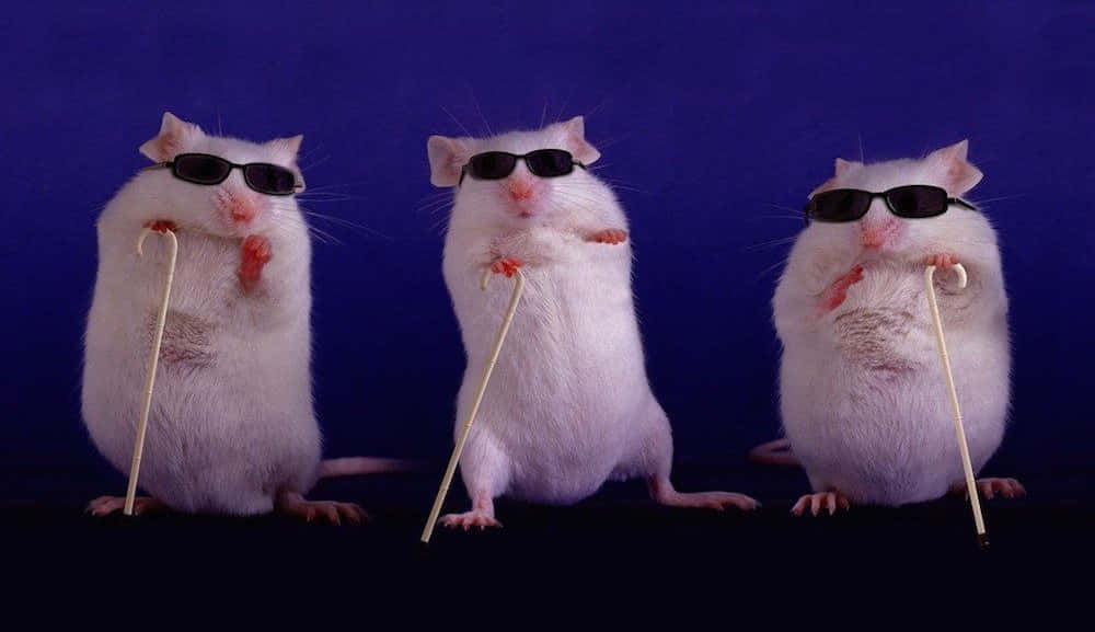 Imagende Tres Ratas Graciosas Usando Gafas De Sol.