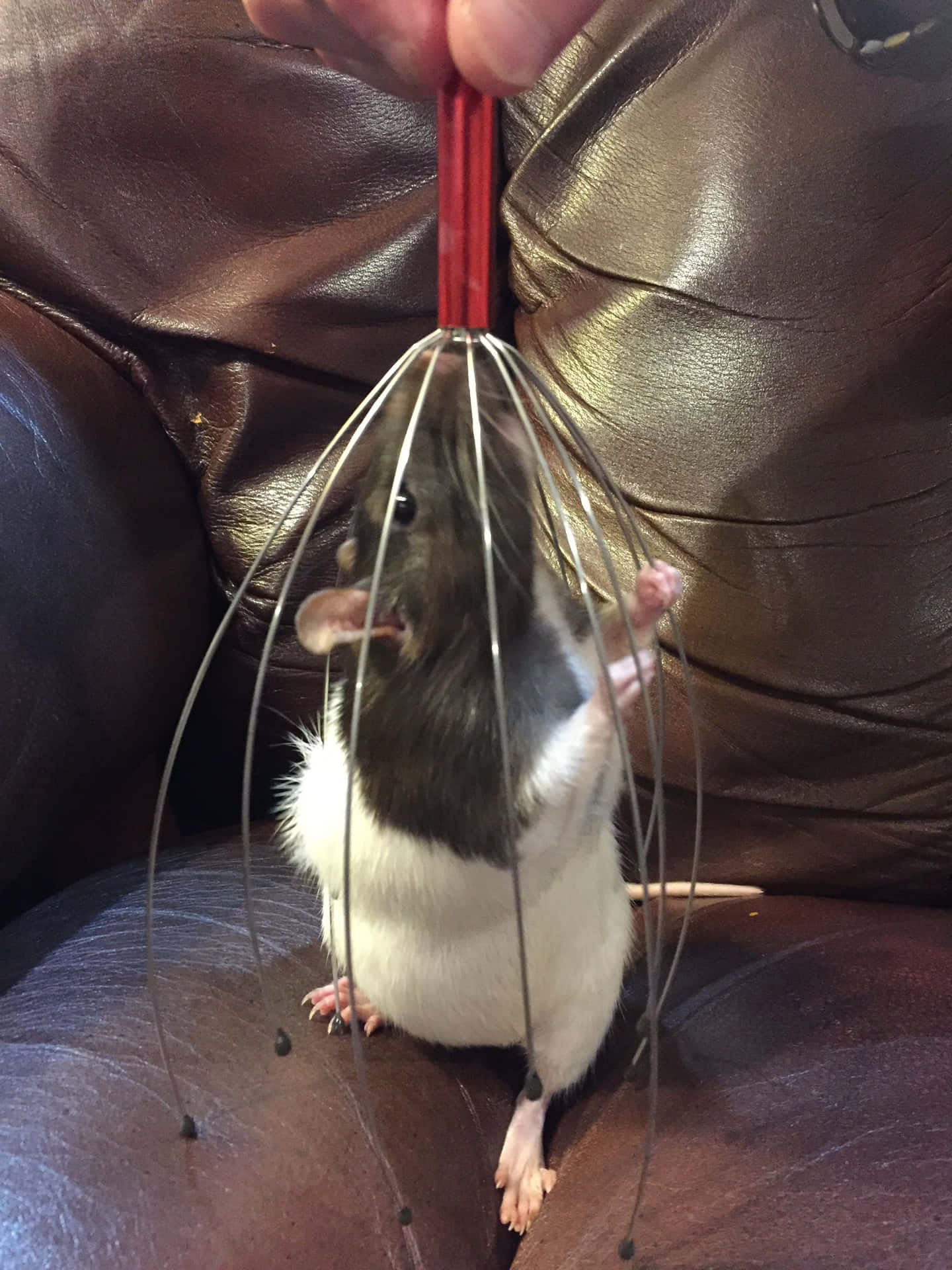 Funny Rat On The Couch Picture