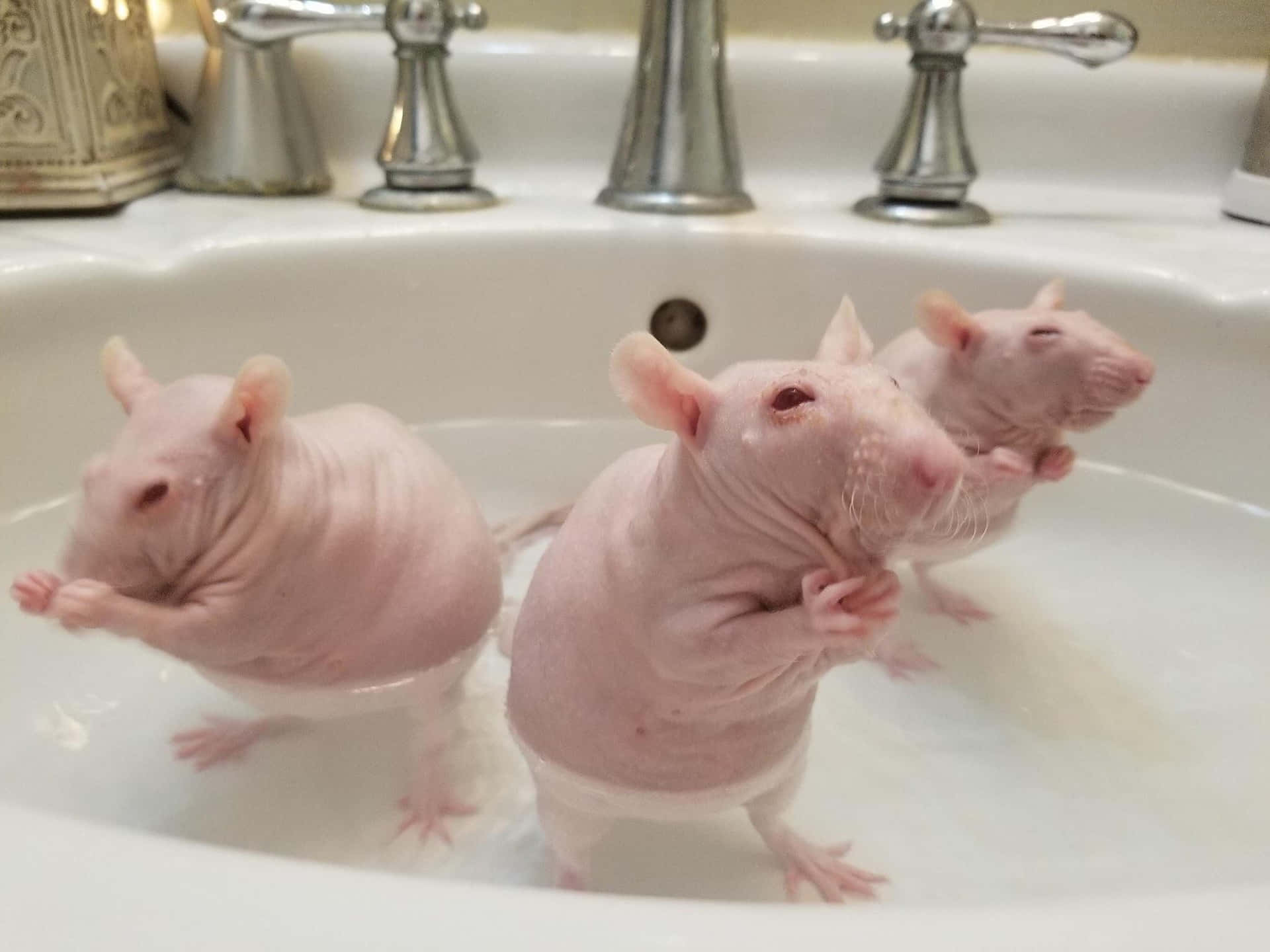 Three Funny Rats Bathing Picture