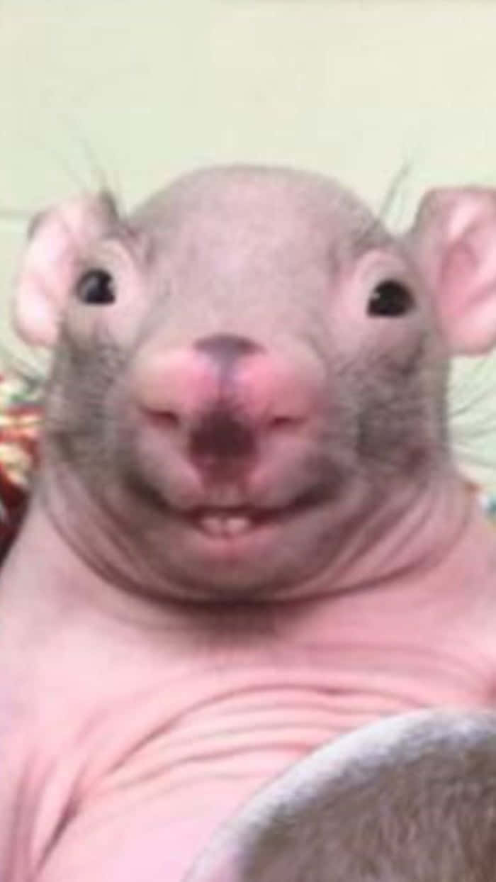 Lustigesbild Eines Lächelnden, Haarlosen Ratten