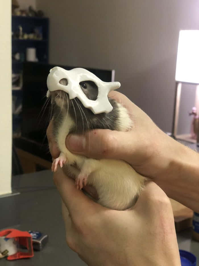 Funny Rat With Mask Picture