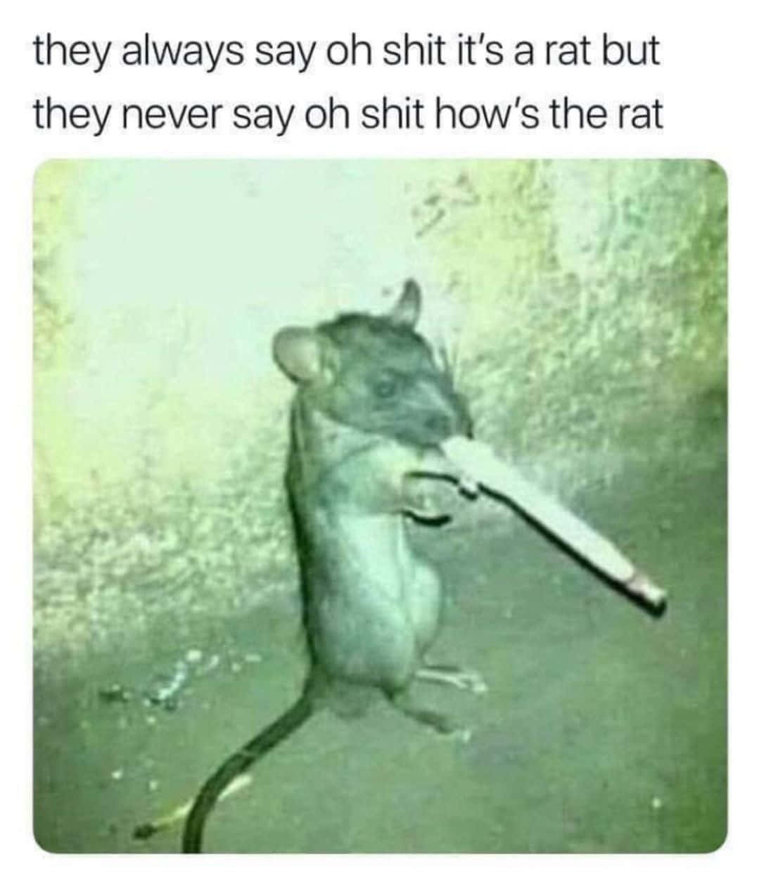 Rauchendelustige Ratte Mit Spruchbild