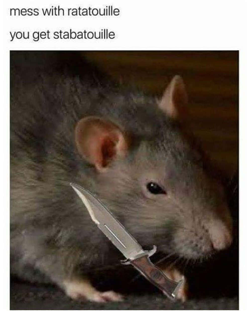 Grauesbild Eines Lustigen Ratten-memes