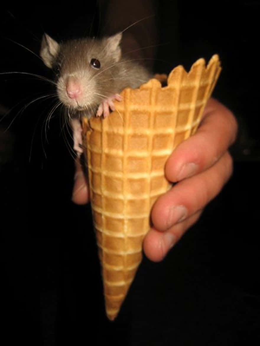 Ice Cream Cone With Funny Rat Picture