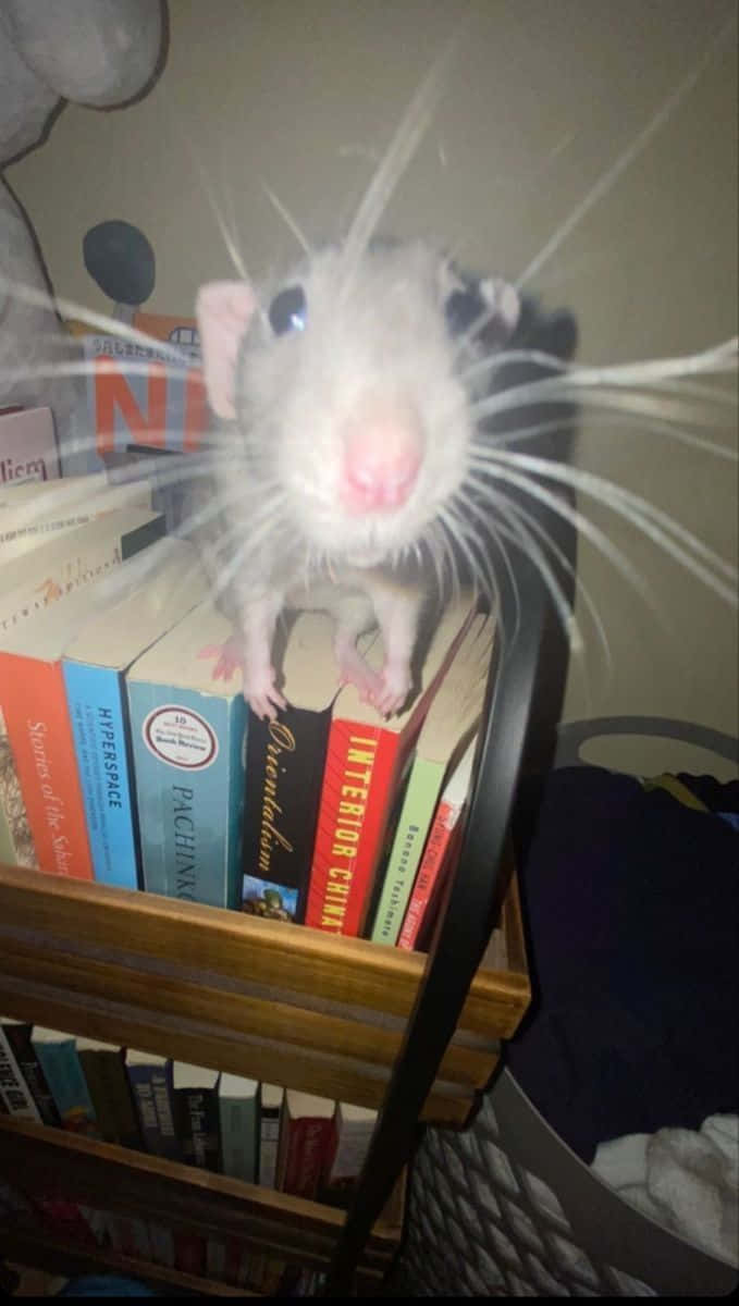 Funny Rat Clinging To Books Picture