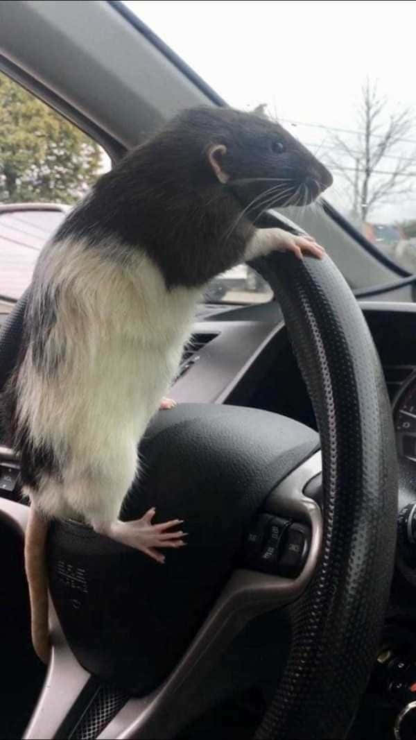 Funny Rat Clinging To Steering Wheel Picture