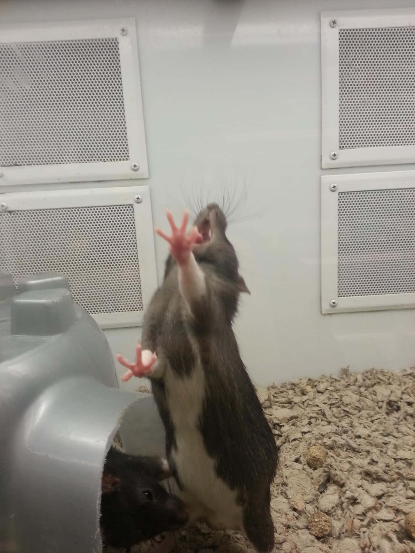 Sort Yawning Funny Rat Billede Tapet