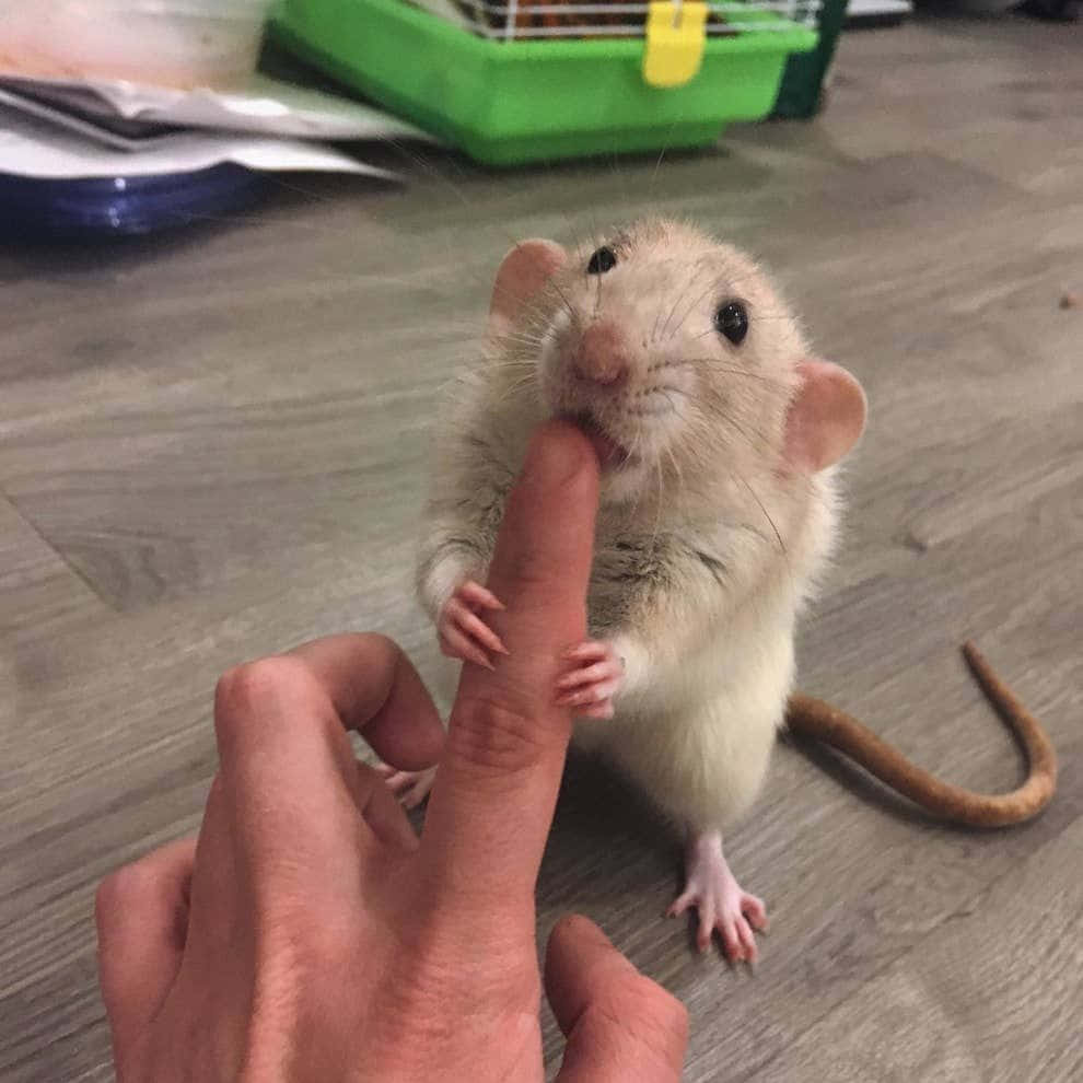 Lustigesbild Von Einer Ratte, Die Den Finger Ableckt.