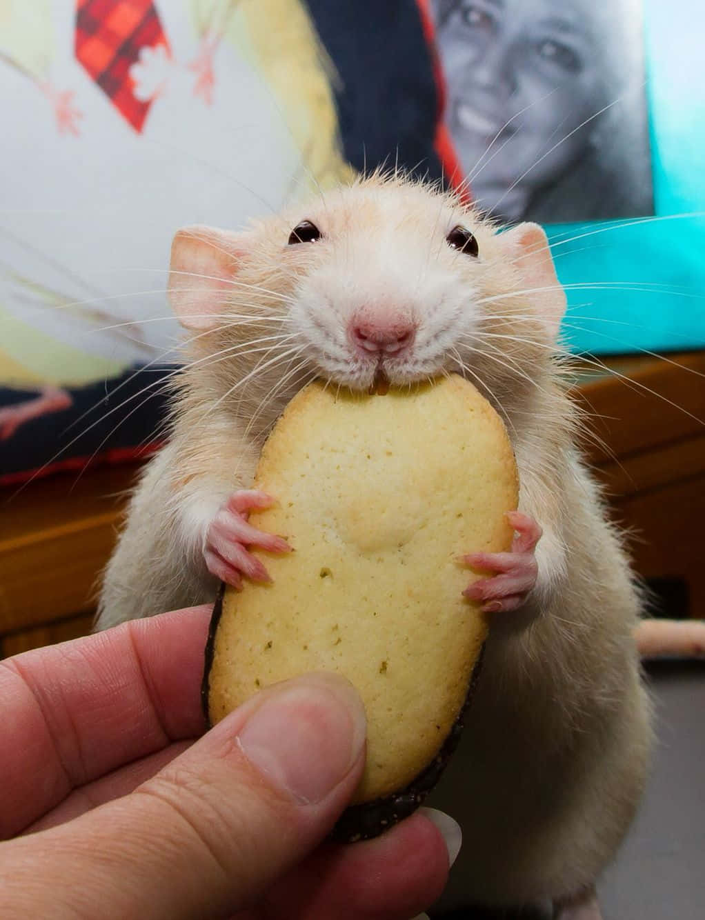 Lustiges Bild Einer Ratte, Die Einen Keks Isst.