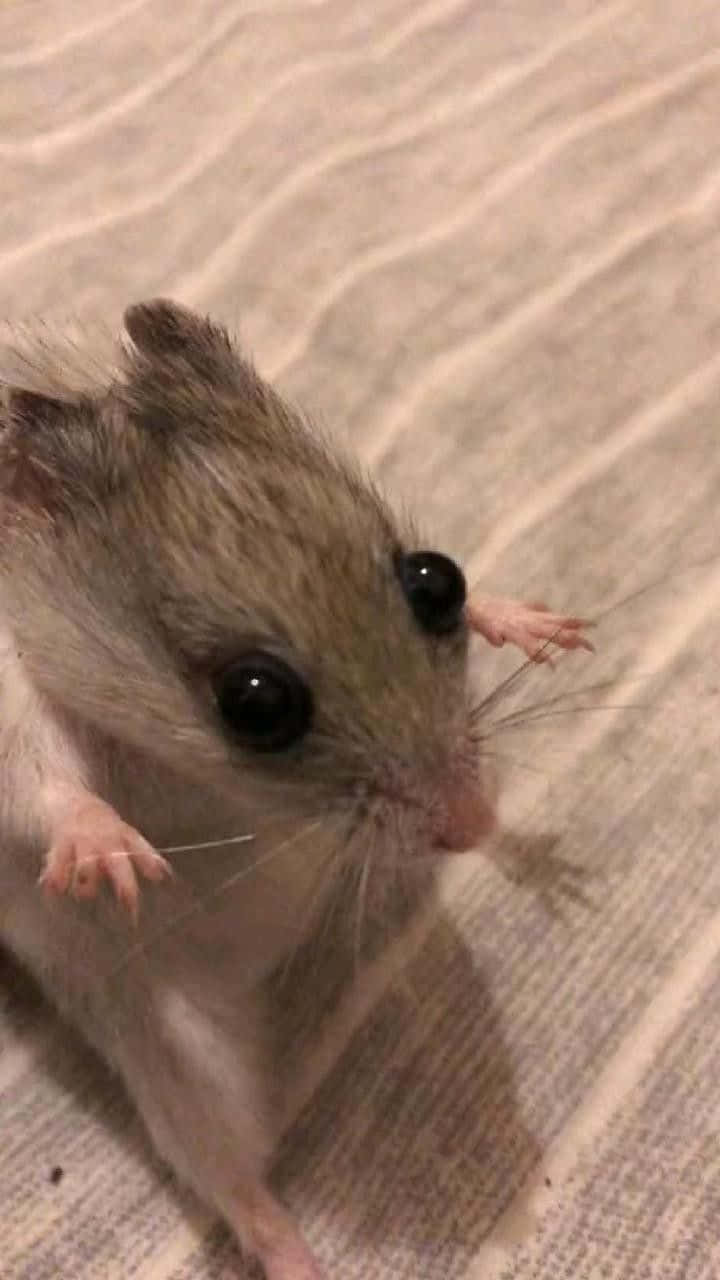 Schockierendesbild Einer Grauen Lustigen Ratte