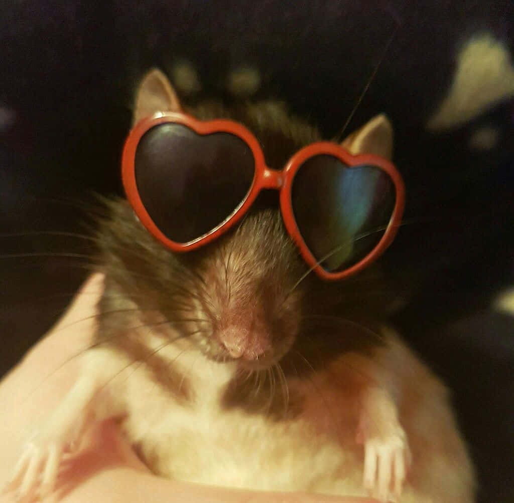 Funny Rat With Eyeglasses Picture
