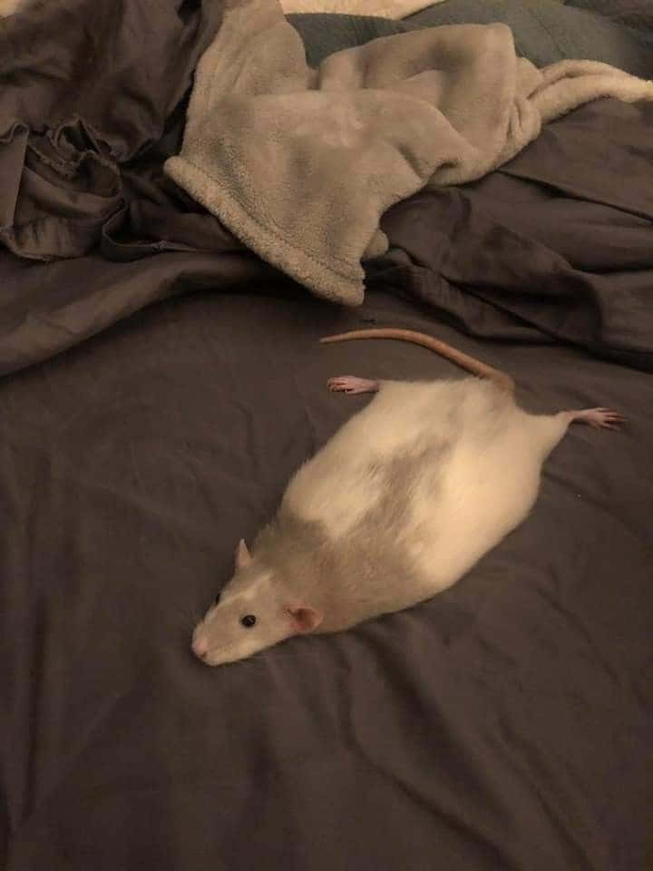Roligbild På Råtta Som Ligger På Sängen