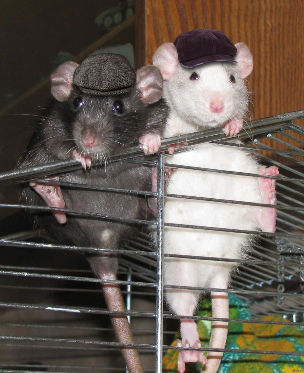 Hvid Og Grå Sjove Ratten Billede