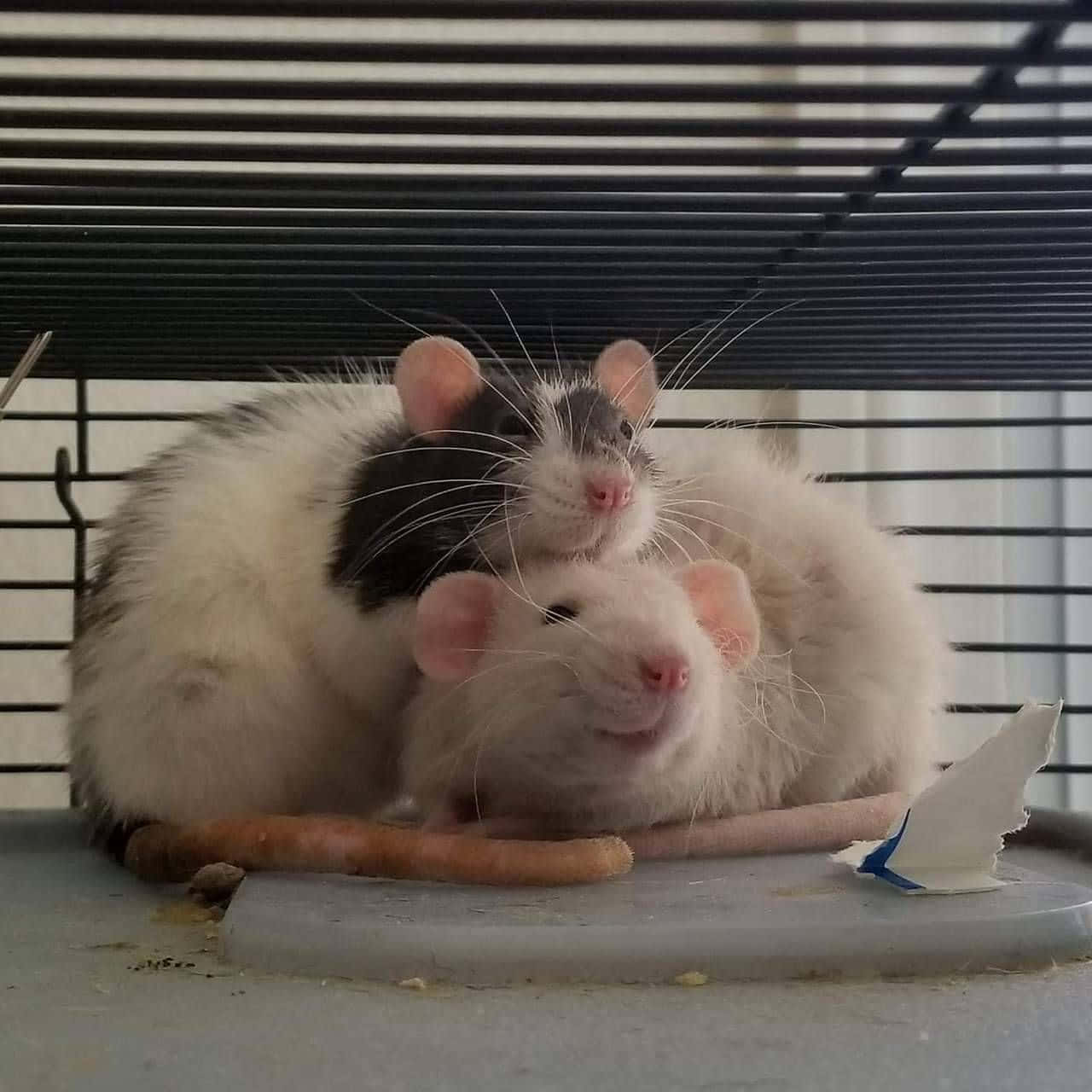 Bildvon Zwei Lustigen Ratten Im Käfig