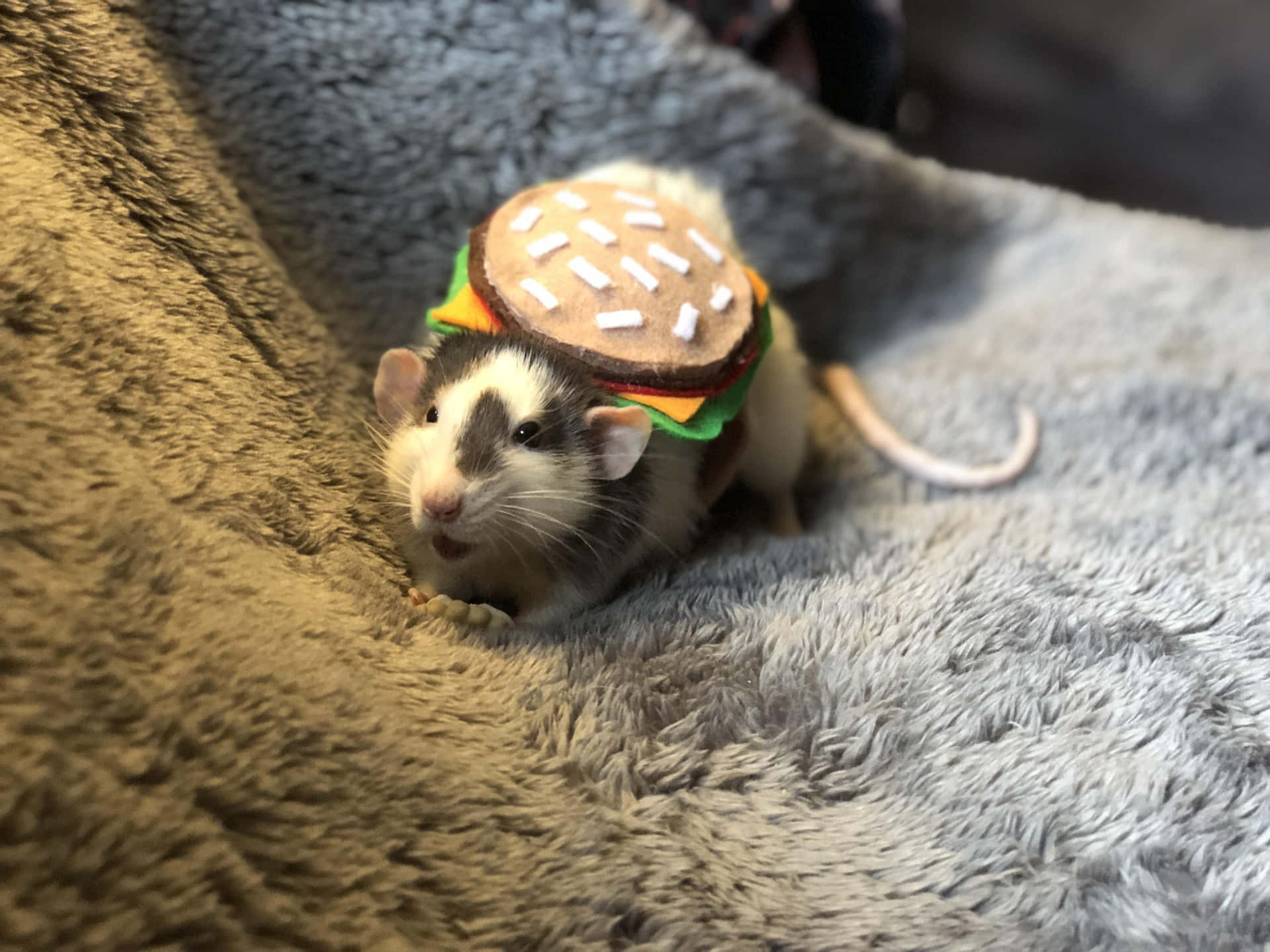 Funny Rat With Burger Toy Picture