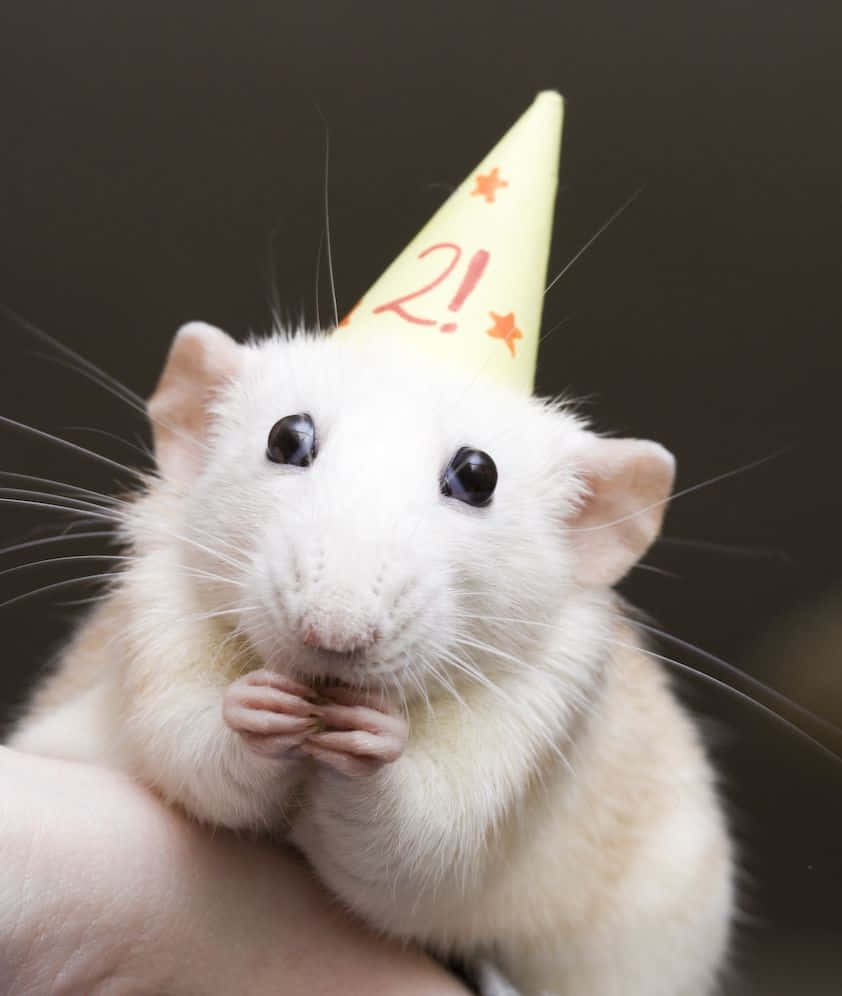 Imagemengraçada De Um Rato Com Chapéu De Aniversário Para Papel De Parede De Computador Ou Celular.