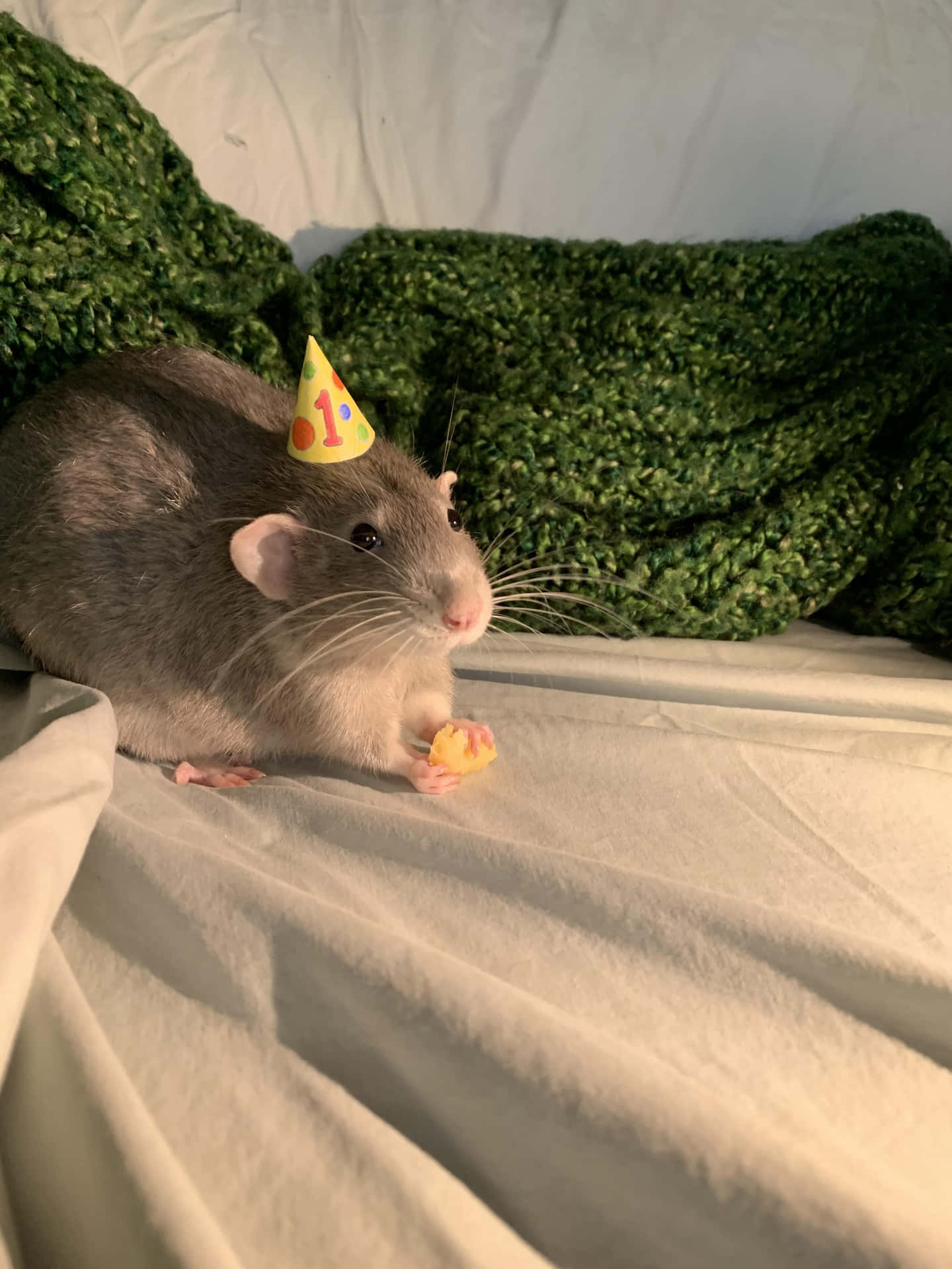 Lustiges Bild Einer Ratte Mit Partyhut