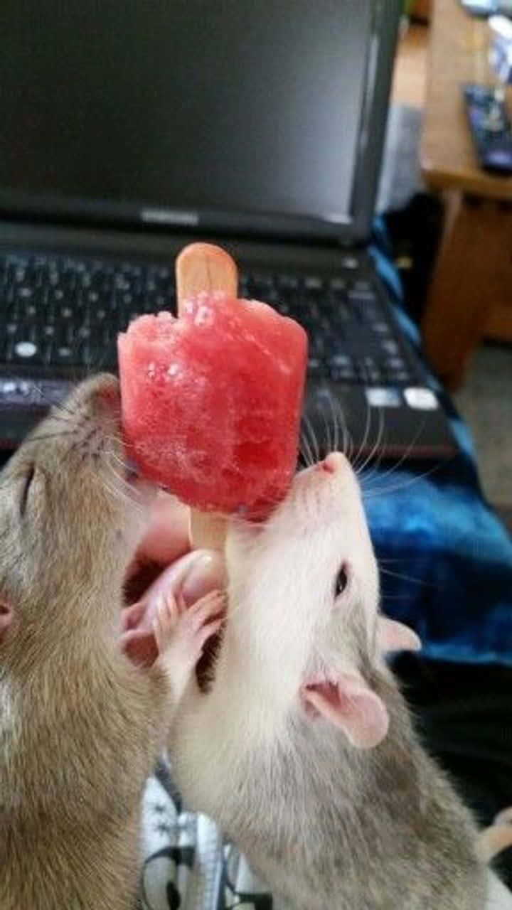 Lustigesbild Einer Ratte, Die Ein Eis Isst.