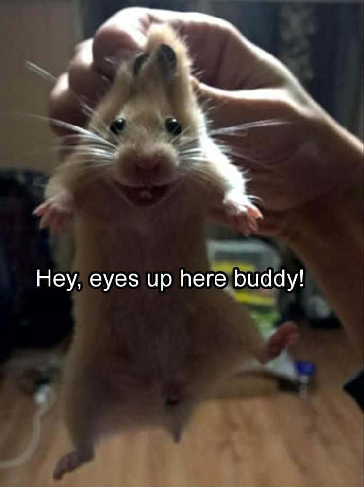 Funny Rat With Text Saying Picture