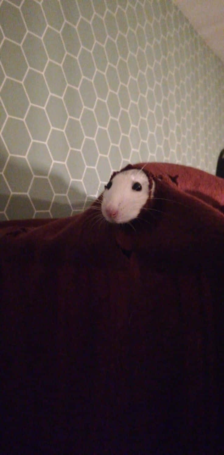 Funny Rat Peeking On Blanket Picture