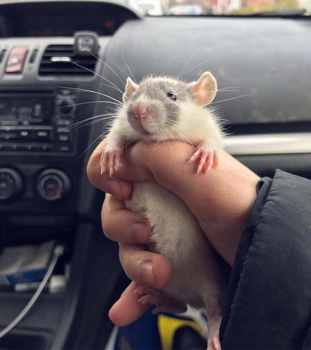 Hand Holding Funny Rat Picture