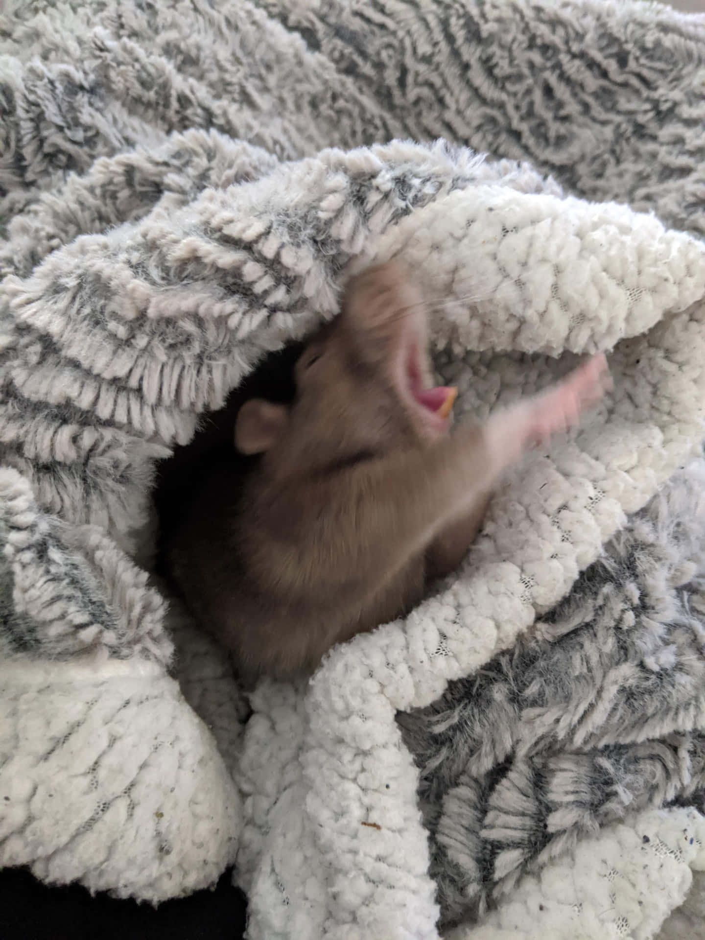 Gray Funny Rat Yawning Picture