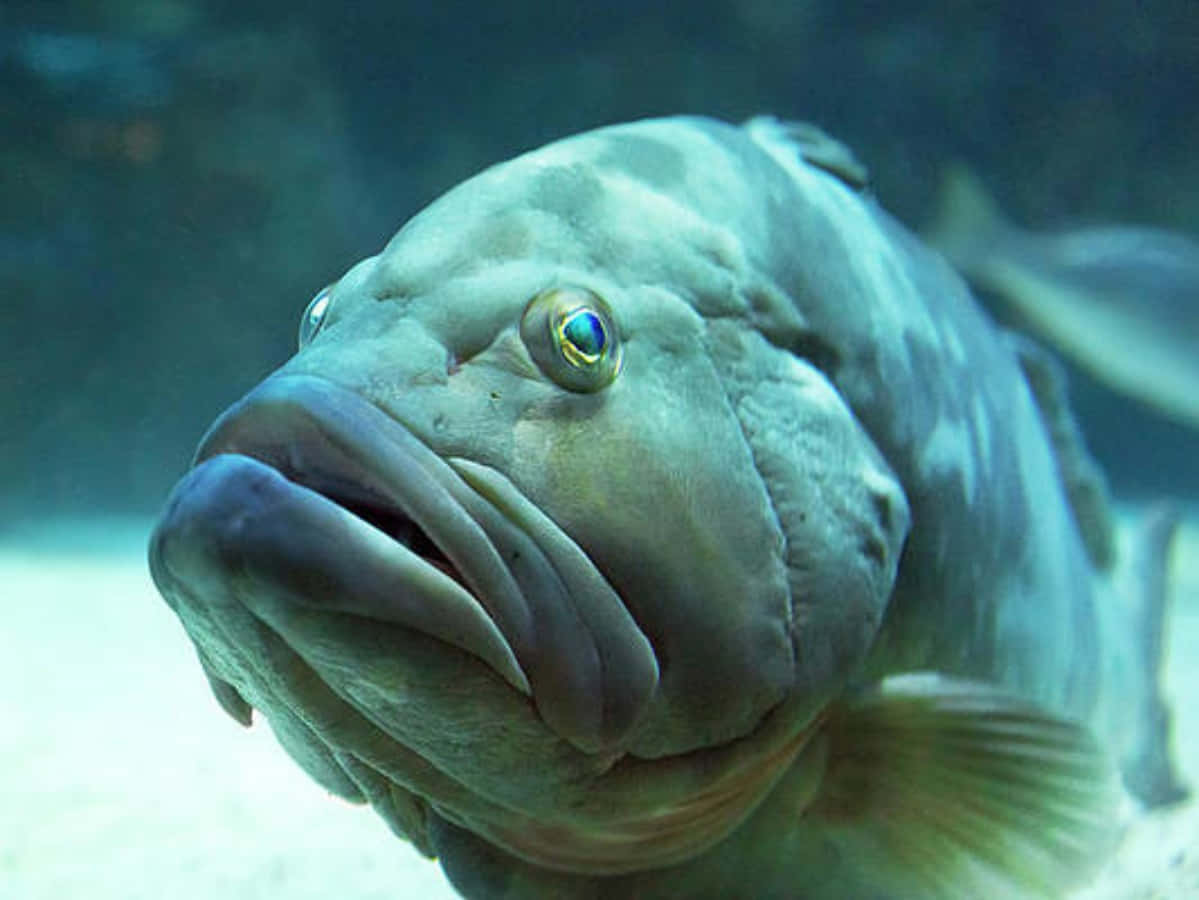 Funny Sad Fish Picture