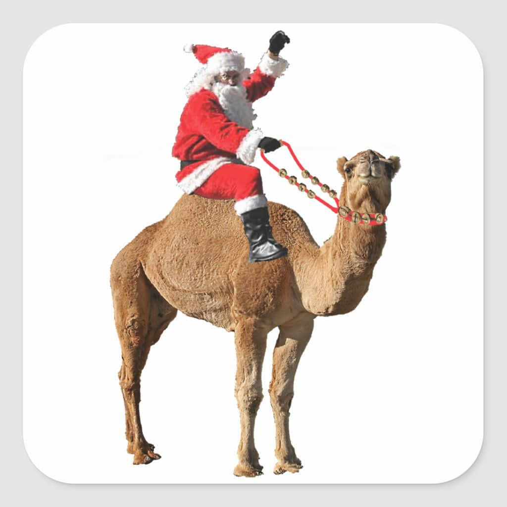 Sjov Santa Riding På Kamel Billede Skrivebord Tapet