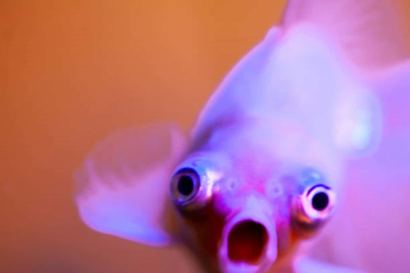 Funny Shocked Fish Picture