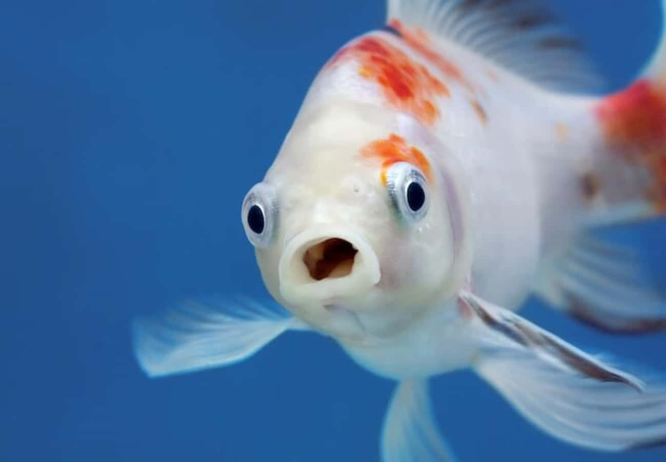 Funny Shubunkin Fish Picture