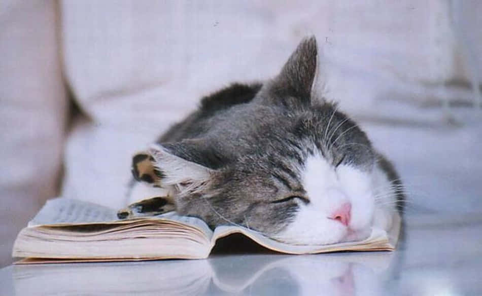 Cat Funny Sleeping On Book Picture