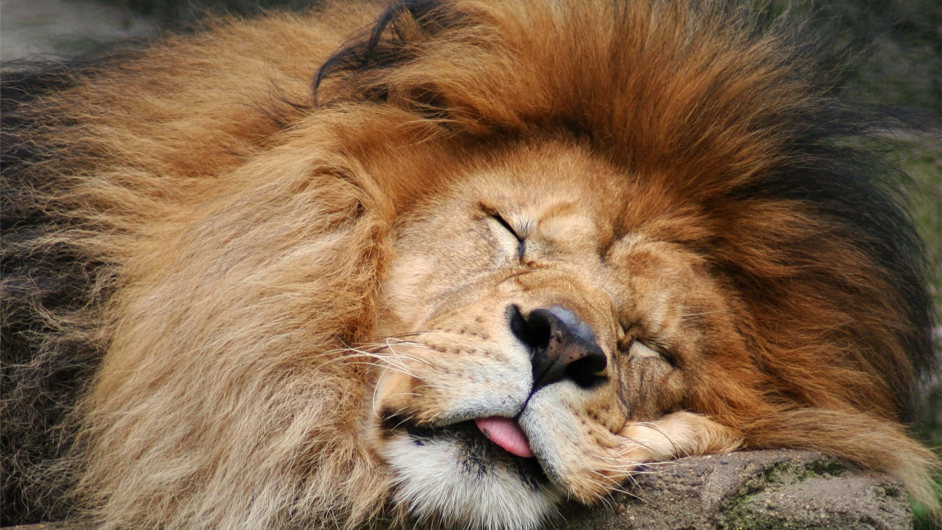 Lion Funny Sleeping Picture Hd Picture
