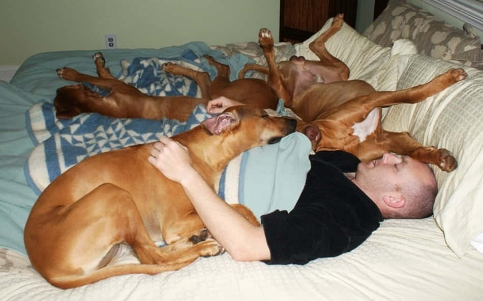 Person And Dogs Funny Sleeping Picture