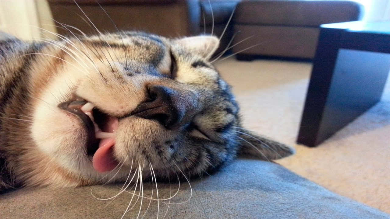 Funny Sleeping Cat Face Picture