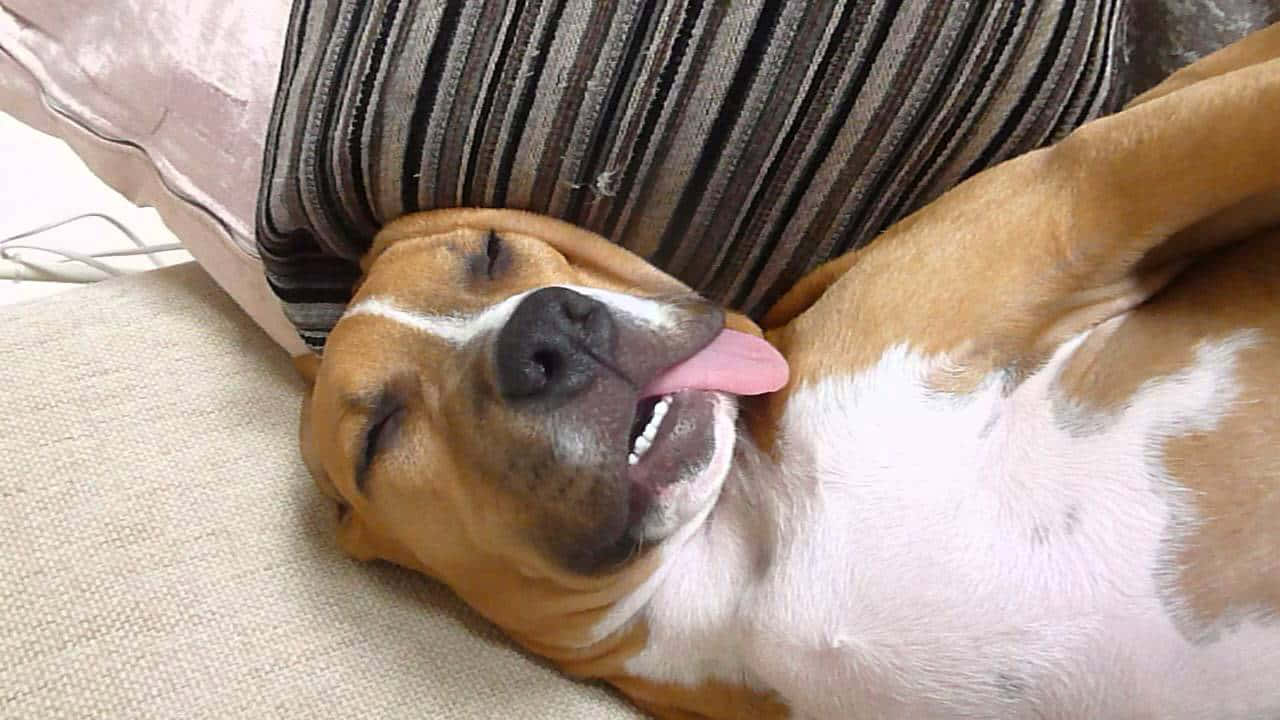 American Staffordshire Terrier Funny Sleeping Picture