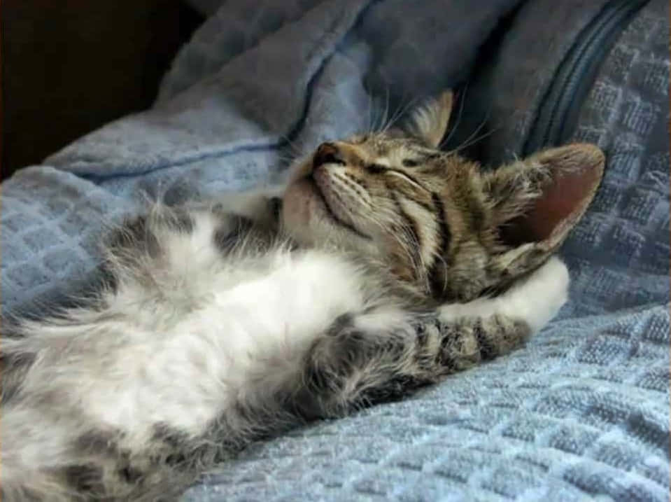 Funny Sleeping Relaxed Cat Picture